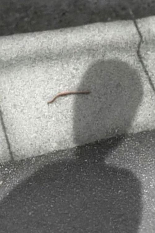 Yuki-chan (2006) poster