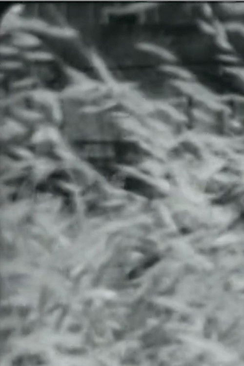 Maccarese - Proposta di Lotta per una Nuova Agricoltura (1977) poster