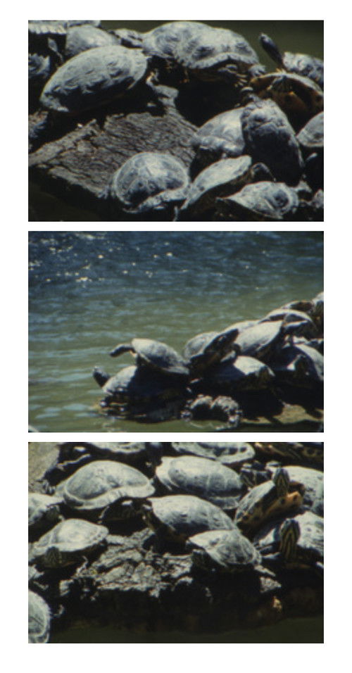 Tartarughe d’acqua (2017) poster