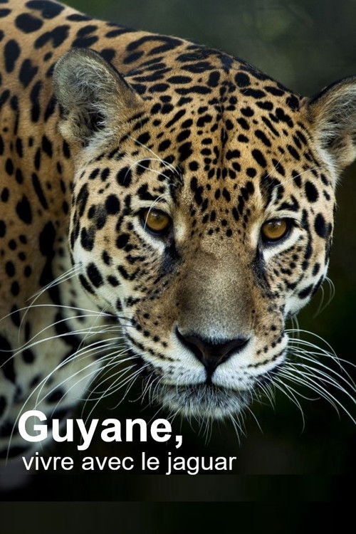 Guyane, vivre avec le jaguar (2024) poster