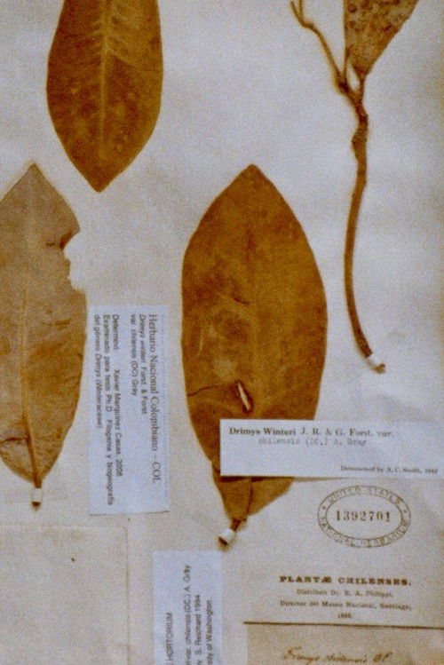 Muestrario (2023) poster