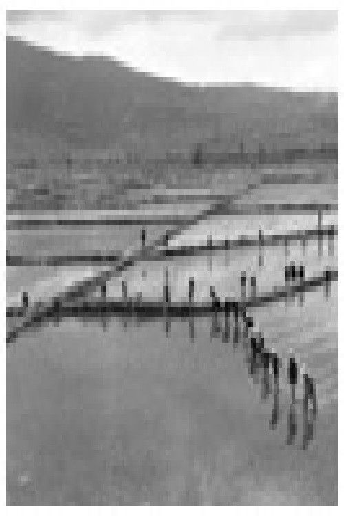 Додека владееше оризот (1964) poster