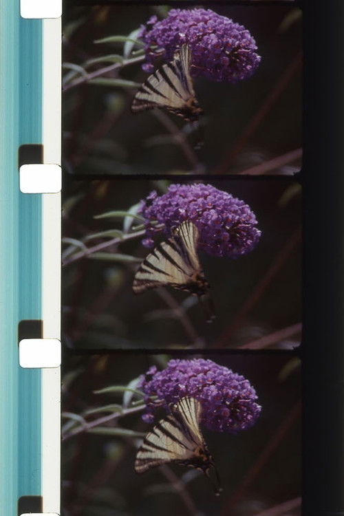 Bouquets 31-40 (2022) poster