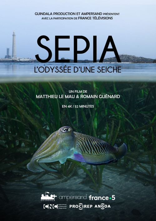 Sépia, l'odyssée d'une seiche (2024) poster