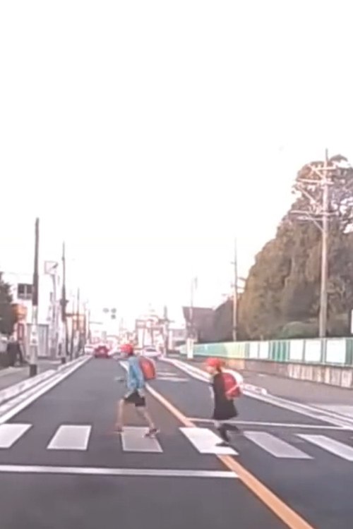 About Constitutional Wildcard (2022) poster