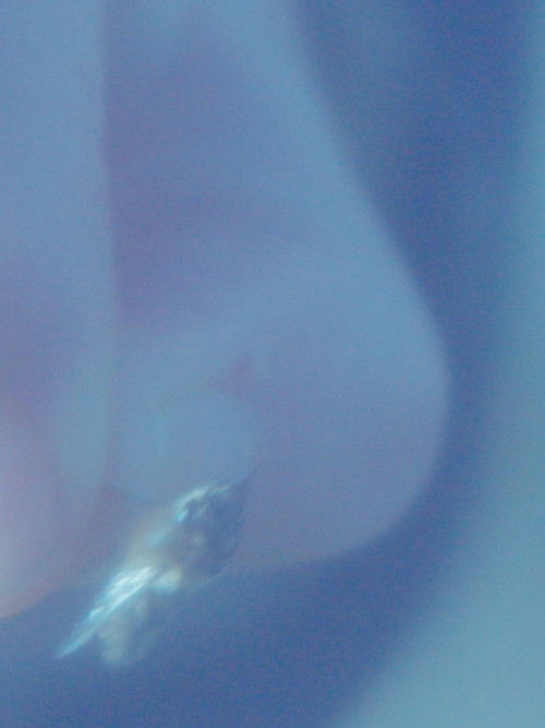 Diapason 440 (2024) poster