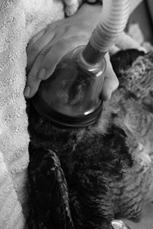 American Wildlife (2021) poster