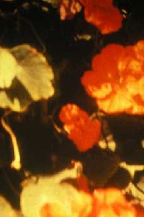 Hymn in Praise of the Sun (1960) poster