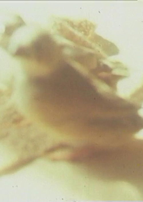 Ich hasse, ich liebe Film (1979) poster