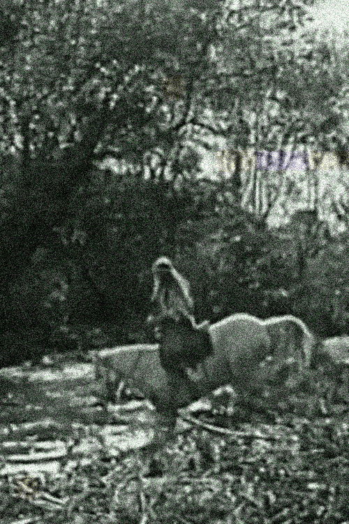 The White Squaw (1920) poster