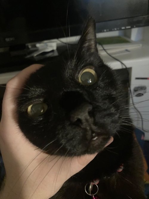 The Isle of the banished (2024) poster