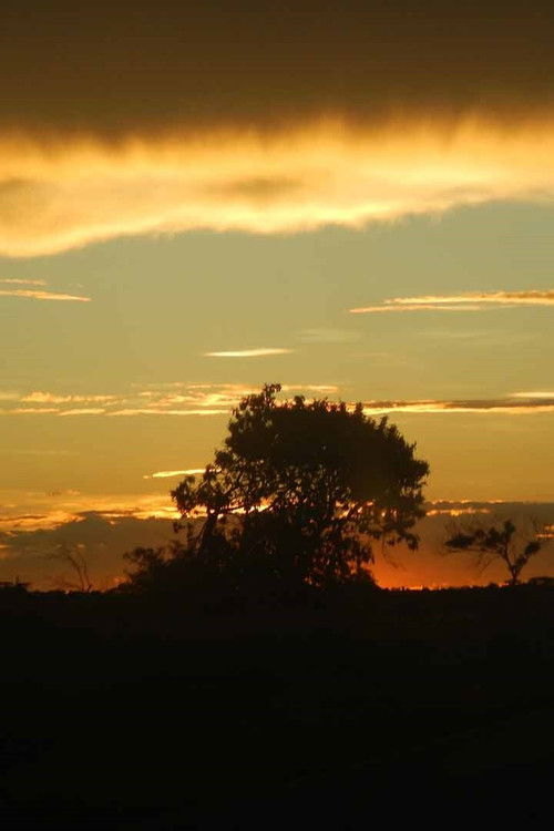 Yvy Pyte - Coração da Terra (Guaiviry) (2020) poster