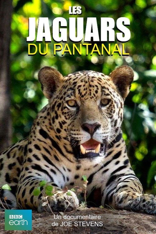 Les jaguars du Pantanal (2016) poster