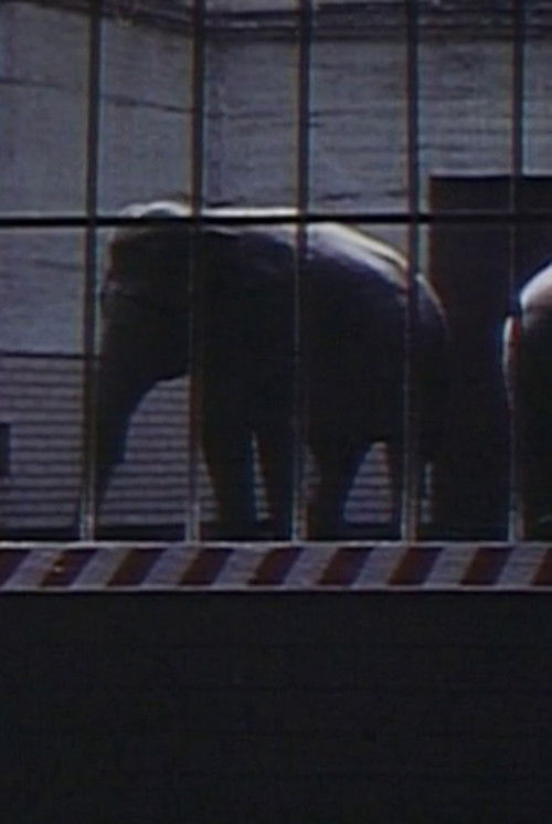 Elephants: Fragments in an Argument (1973) poster
