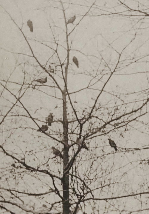 The Aviary (1955) poster