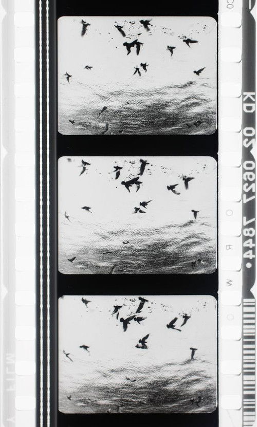 Images en négatif (1955) poster