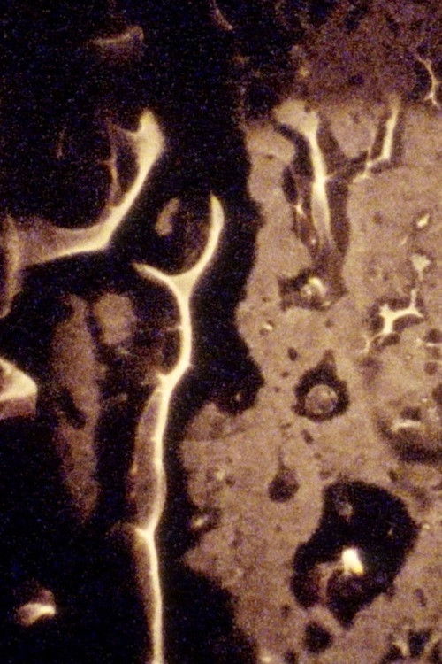 So Sure of Nowhere Buying Times to Come (2010) poster