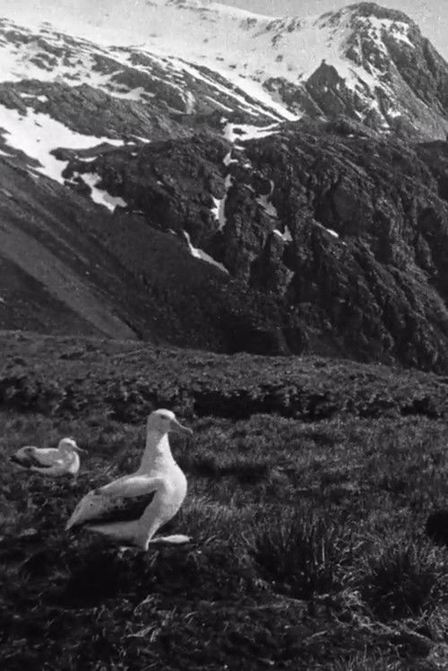 Shackleton South Georgia Birds (1920) poster