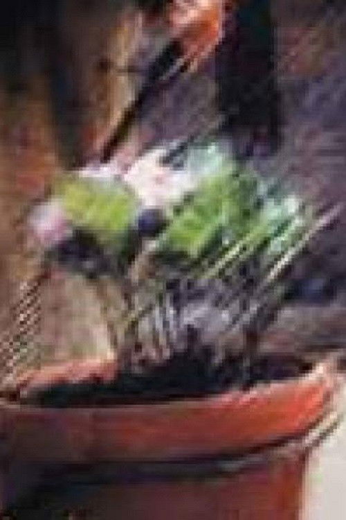 La maceta (2002) poster