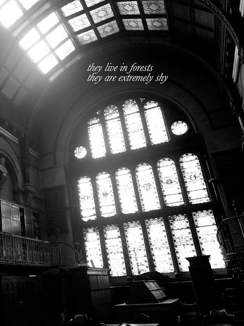 They Live in Forests, They Are Extremely Shy (2016) poster