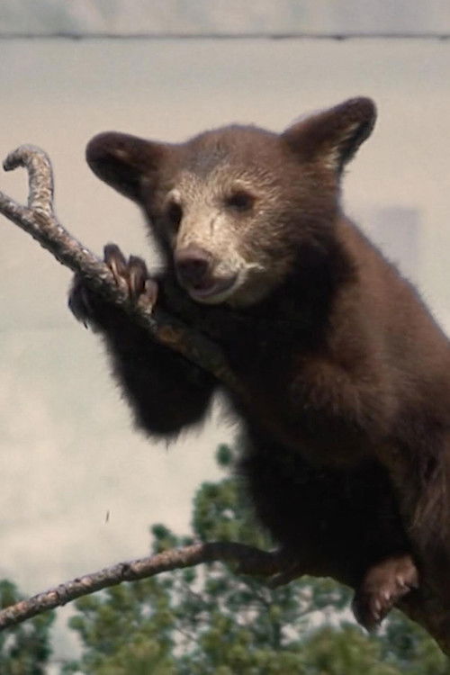 Medicine Bundle (2020) poster