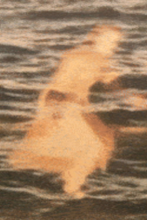 Mrs William Horsley's Vexations (2024) poster