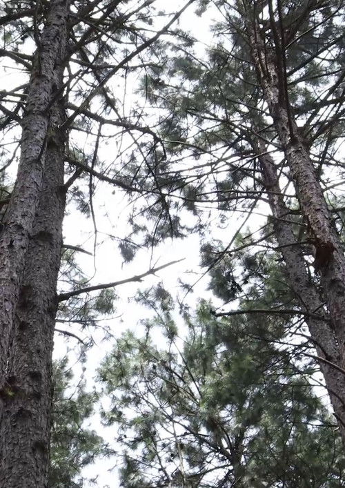 noturna (2024) poster