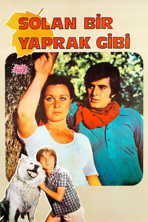Solan Bir Yaprak Gibi (1971) poster
