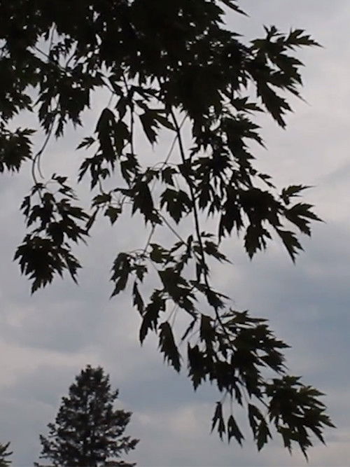 Natural Intoxication (2020) poster