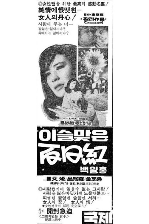 이슬맞은 백일홍 (1970) poster
