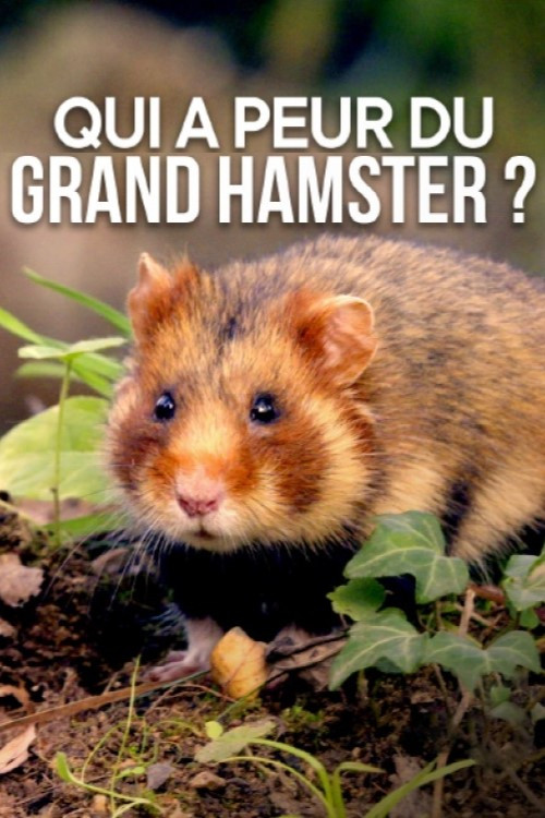 Qui a peur du grand hamster ? (2020) poster