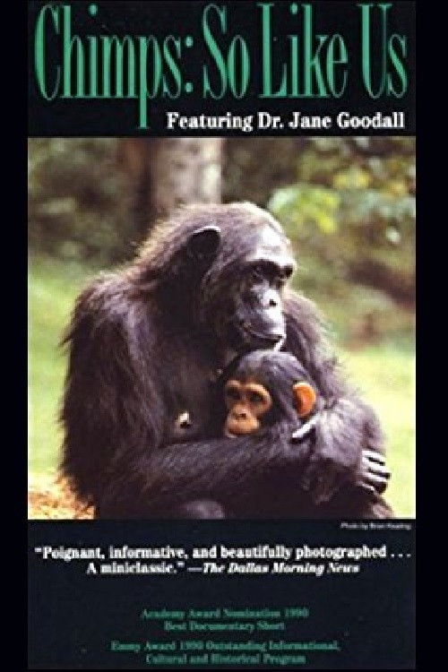 Chimps: So Like Us (1990) poster
