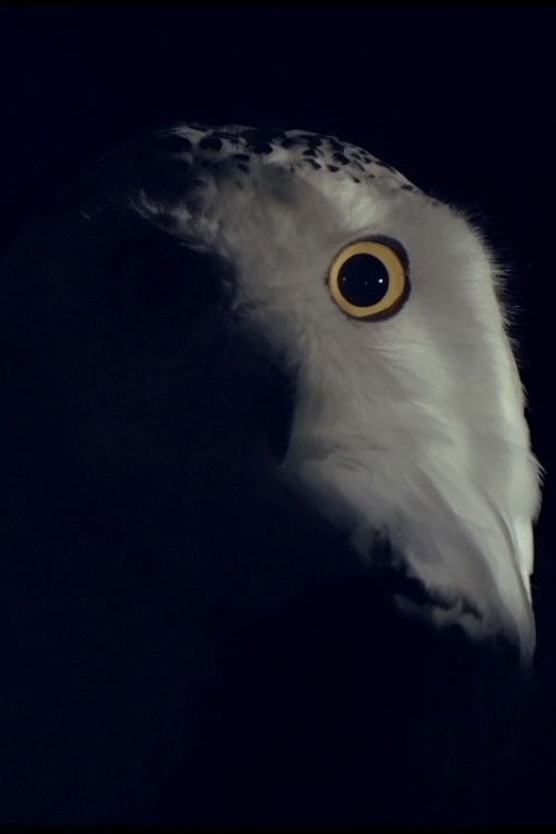 Still Life (2013) poster