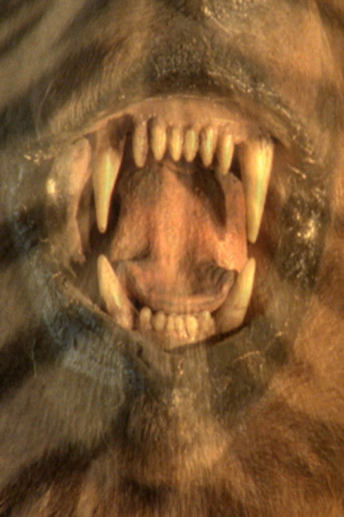 The Many Colors of the Sky Radiate Forgetfulness (2015) poster