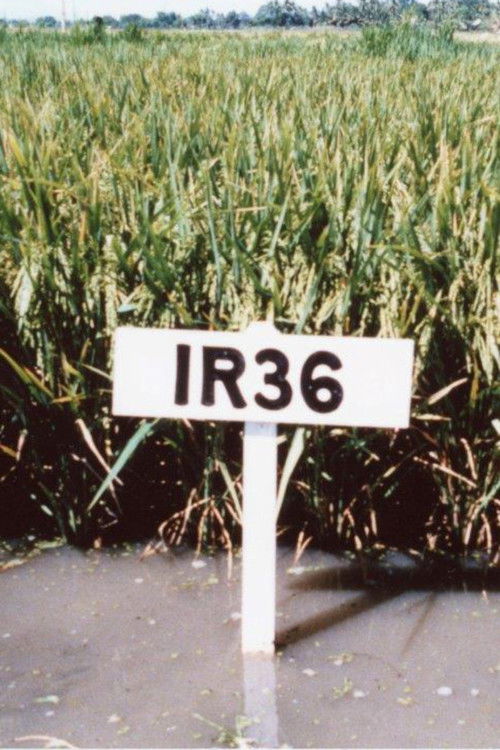 The Co-operators (1983) poster