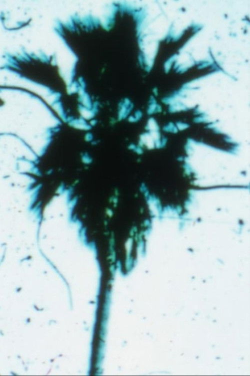 Venusville (1973) poster