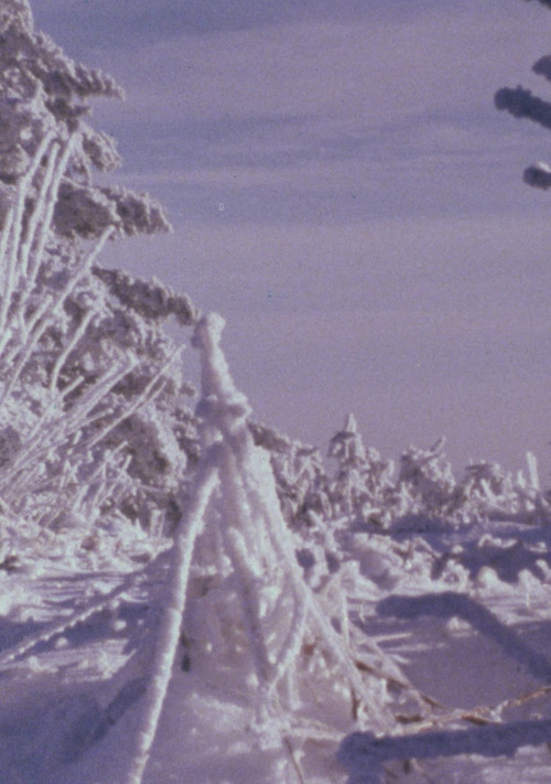 Roan Mountain Eulogy (1979) poster