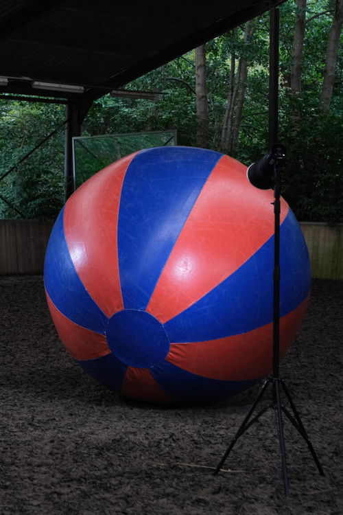 A horse is a horse of course of course (2020) poster