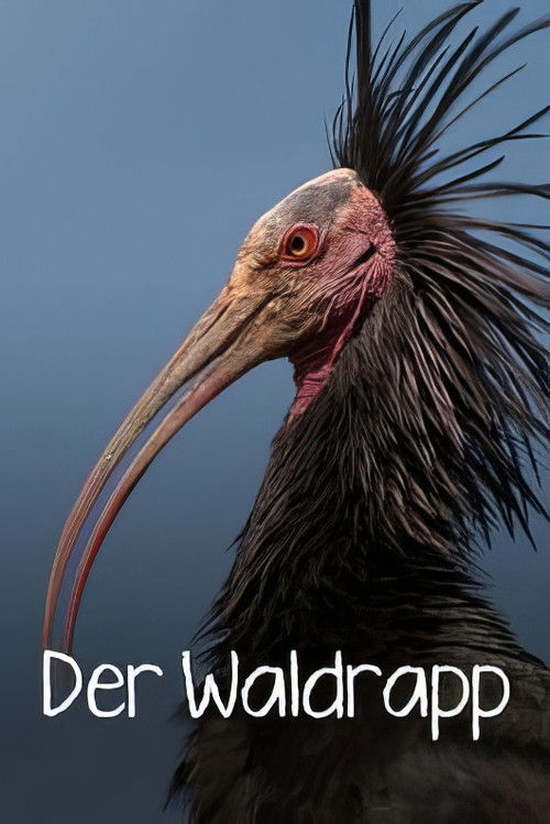Der Waldrapp: Zugvogel im Aufwind (2023) poster