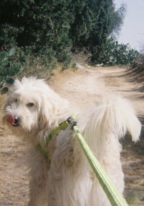 Bamssi (2024) poster