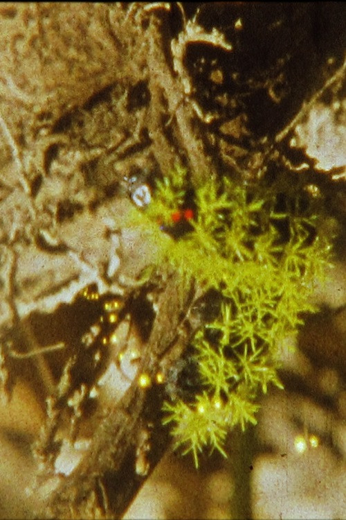 Litoral (2016) poster