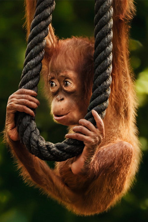 Wild Life - Orangutans (2025) poster
