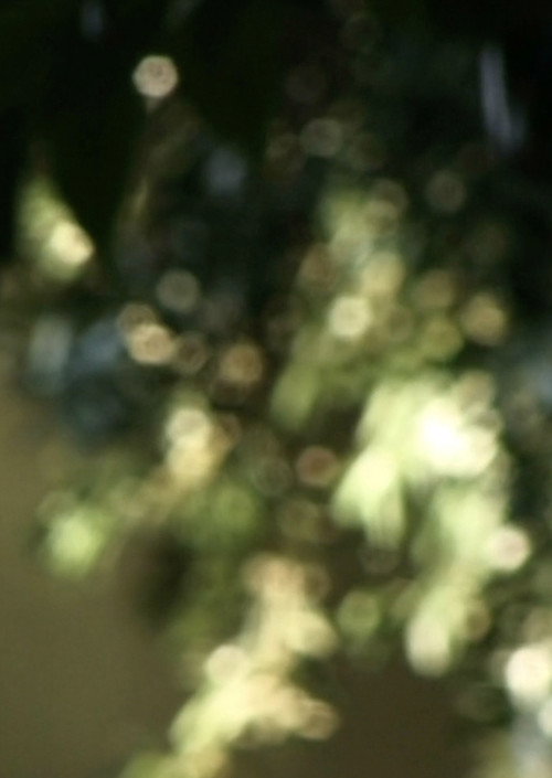 Glimmering (2024) poster