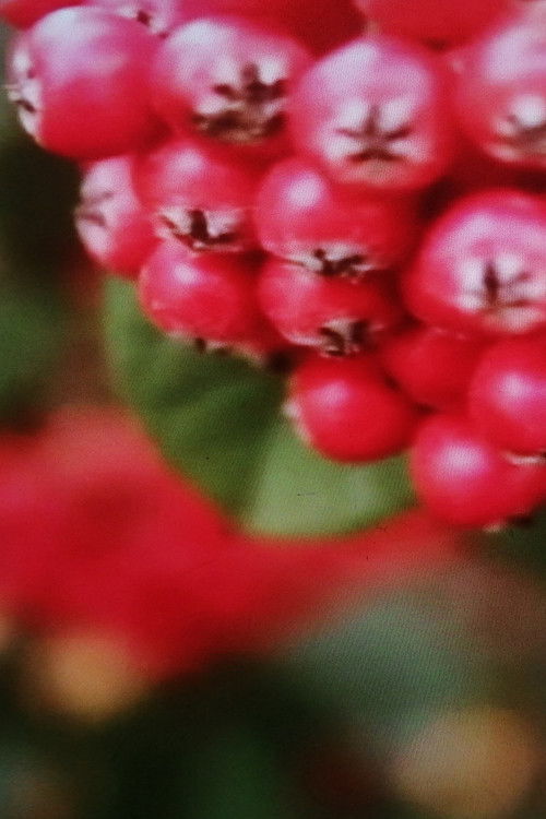 Conversation with Two Lovers (2025) poster