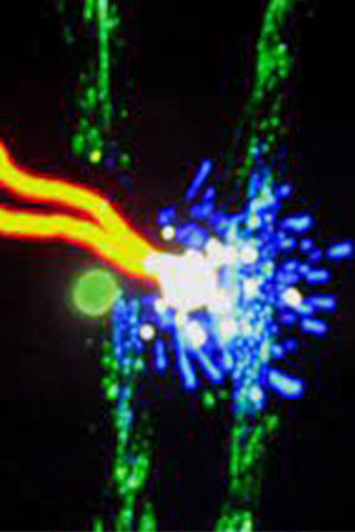 The Element of Light (2004) poster