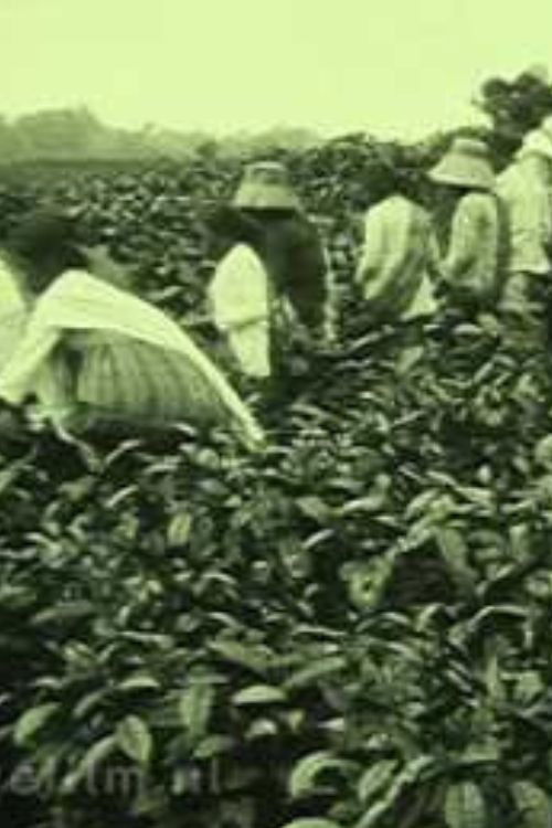 Tea Company of the NILS in Pematang Siantar (Sumatra) (1927) poster