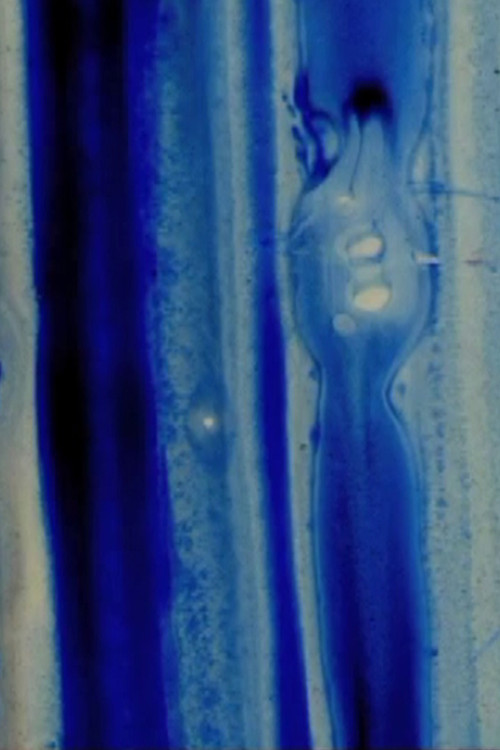 Nitro Cellulose (2012) poster