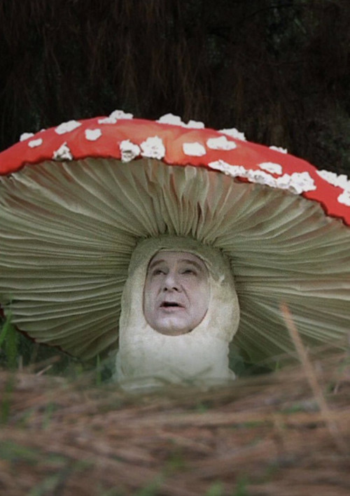 Fly Amanita (2010) poster