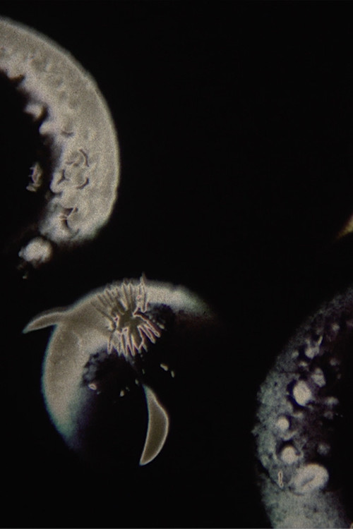 Saturnal (2024) poster