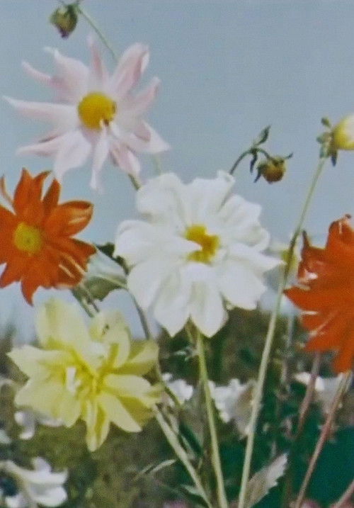 Spring Comes to Kashmir (1956) poster